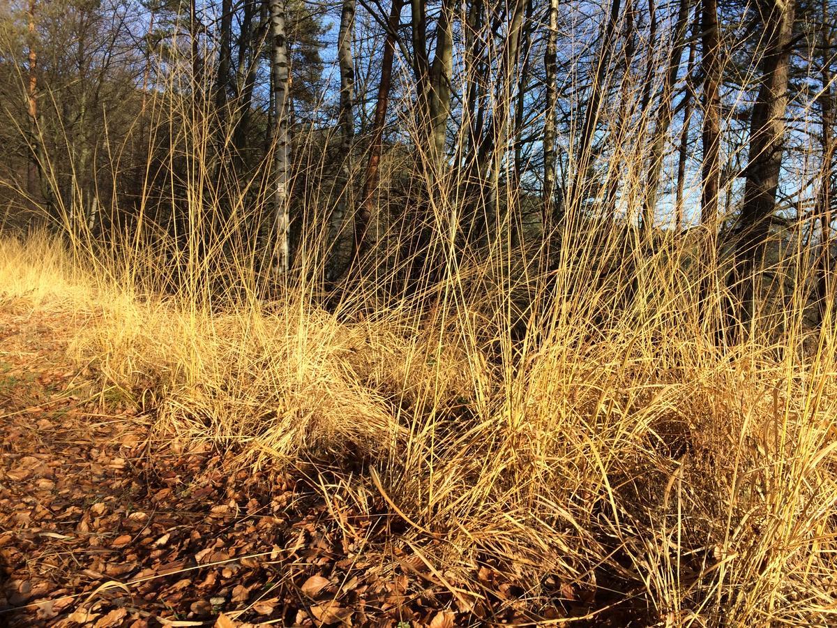 Un Gite Dans La Vallee Obersteinbach Eksteriør bilde