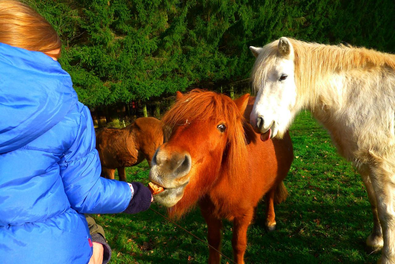 Un Gite Dans La Vallee Obersteinbach Eksteriør bilde